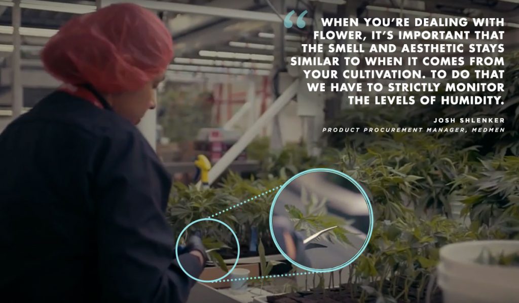 Cannabis trimming