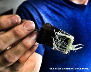 Sky High Gardens cannabis roots