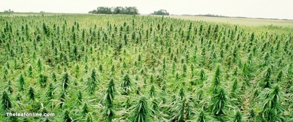 hemp field.