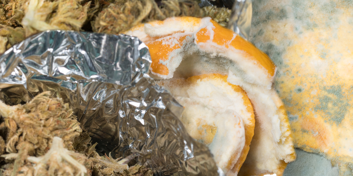 Moldy Orange and Tortilla