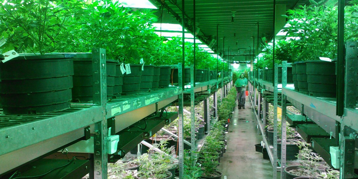 Seniors Dispensary