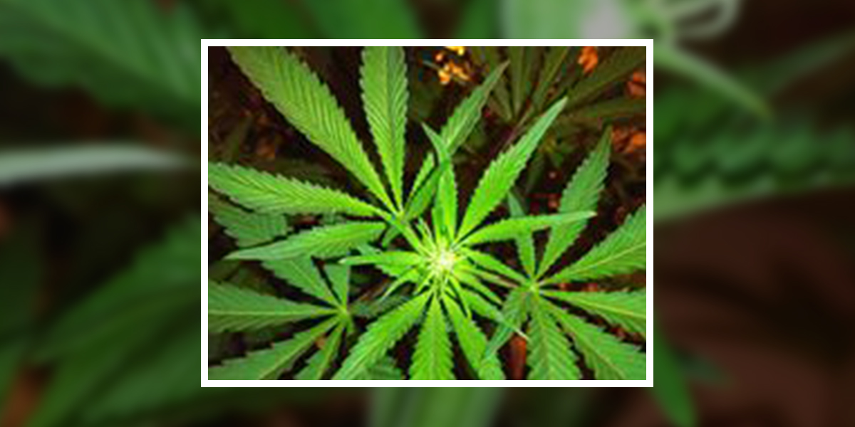 HOME GROW EARLY BLOOM 20 DAYS
