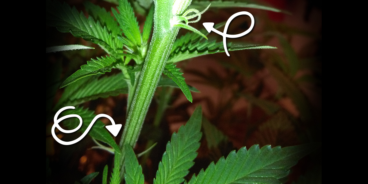 HOME GROW FIRST HAIRS SWEET PURPLE