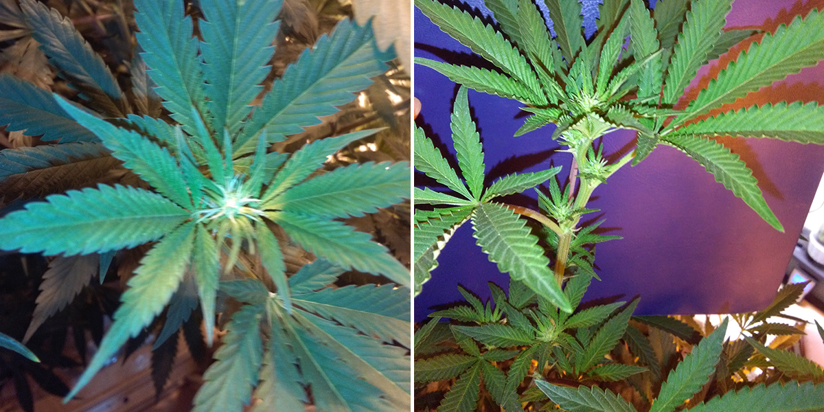 HOME GROW FLOWERING 25 DAYS