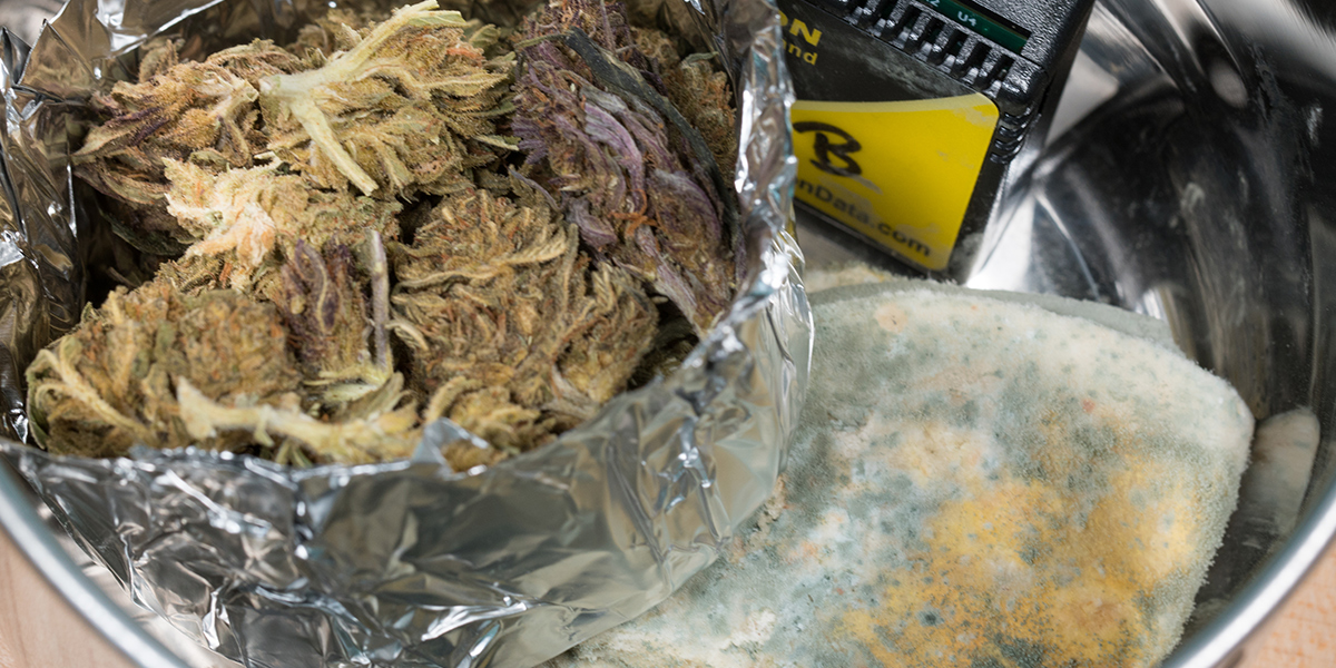 Moldy Cannabis