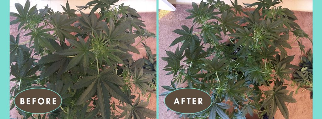 DEFOLIATE FOR LIGHT: BEFORE AND AFTER: Careful defoliation means more light penetration.