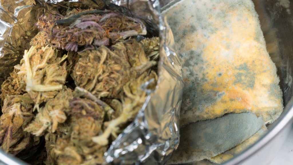 Storing cannabis with tortillas creates the perfect environment for mold to grow. Boveda, the original terpene shield, prevents mold growth in cannabis storage.