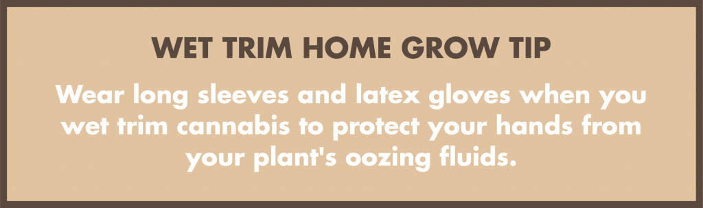 Wear long sleeves and latex gloves when you wet trim cannabis to protect your hands from your plant's oozing fluids.
