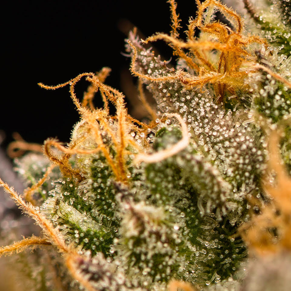 balls known as trichomes. Trichomes are where THC, terpenes and other cannabinoids form. While growing and freshly cut, the trichome is delicate as is the thin “skin” that protects its contents. Cannabis starts to degrade immediately after harvest. Wet-trimmed flower dries quickly—in two to five days—because you’re fully exposing those naked buds to oxygen and the natural process of evaporation. So it’s important to keep an eye on the bud’s moisture content or you'll damage your delicate trichomes.