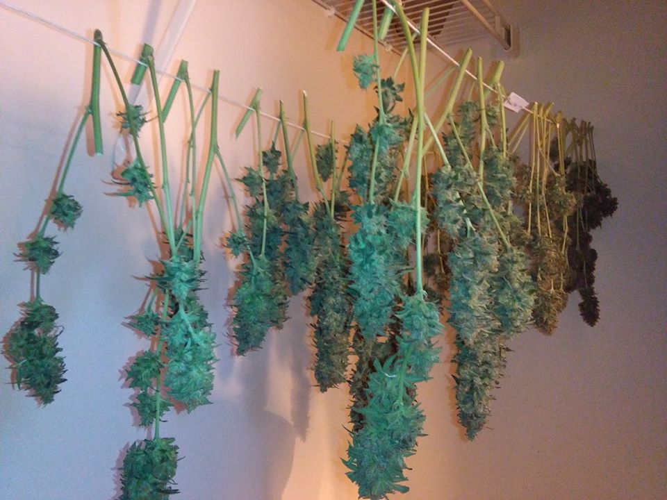 Now once my stalks were drying in the closet, where their mother plants started their lives with me, the branches dried within five days, which was way too fast.
