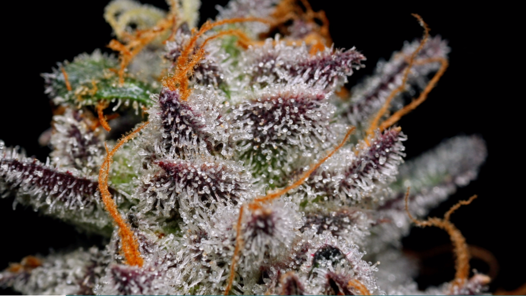 Terpenes