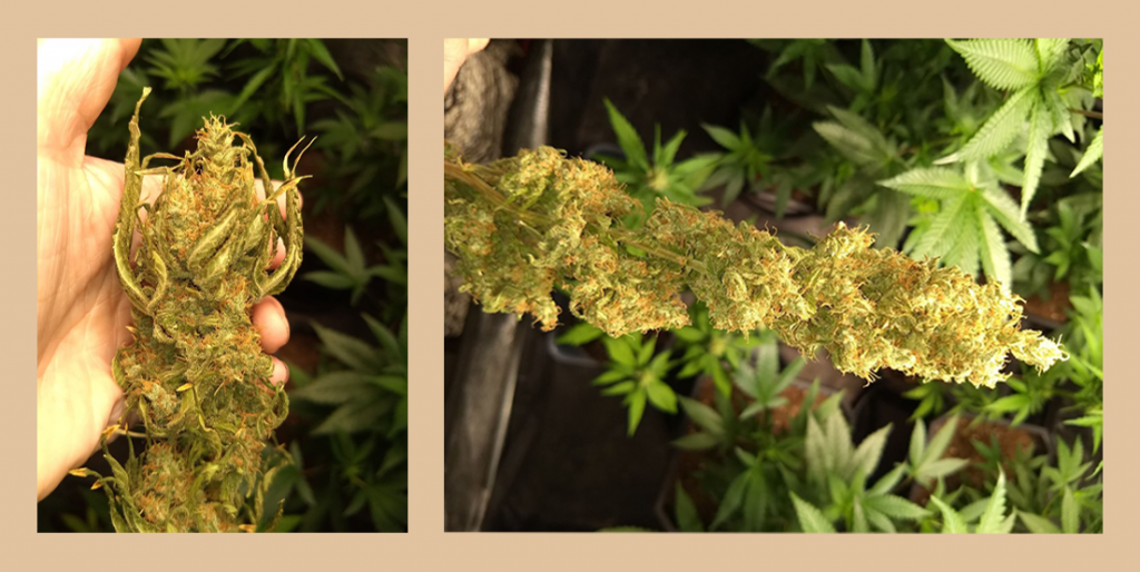 Trim off remaining leaf matter while the plants are still hanging, so you can see where the sugar leaf stems meet the flower. This
makes it easy to remove those leaves without disrupting many of the now hardened trichomes. The dried trichome’s now hardened state ensures the bulbous head remains intact but is precariously brittle—handle with care and always trim with a clean tray to catch falling trichs!