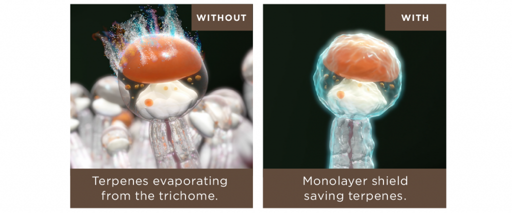 A monolayer of water around a trichome shields terpenes and prevents terps from evaporating.
