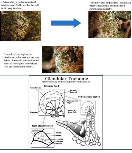 Even some professional growers mistakenly leave flower unprotected in airtight containers during the cure. They believe controlling humidity level inside the drying and curing rooms is enough to protect their flower. Not so.