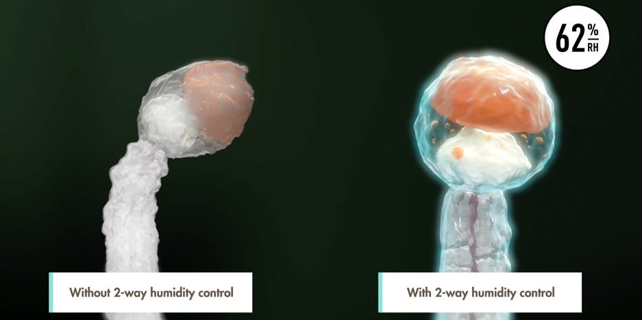 Illustration of a trichome protected by Boveda's terpene shield and one without. Boveda's terpene shield prevents cannabinoids and water weight from evaporating.