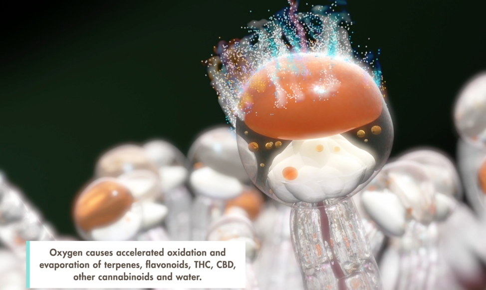 Oxygen causes accelerated oxidation and evaporation of terpenes, flavonoids, THC, CBD, other cannabinoids and water.