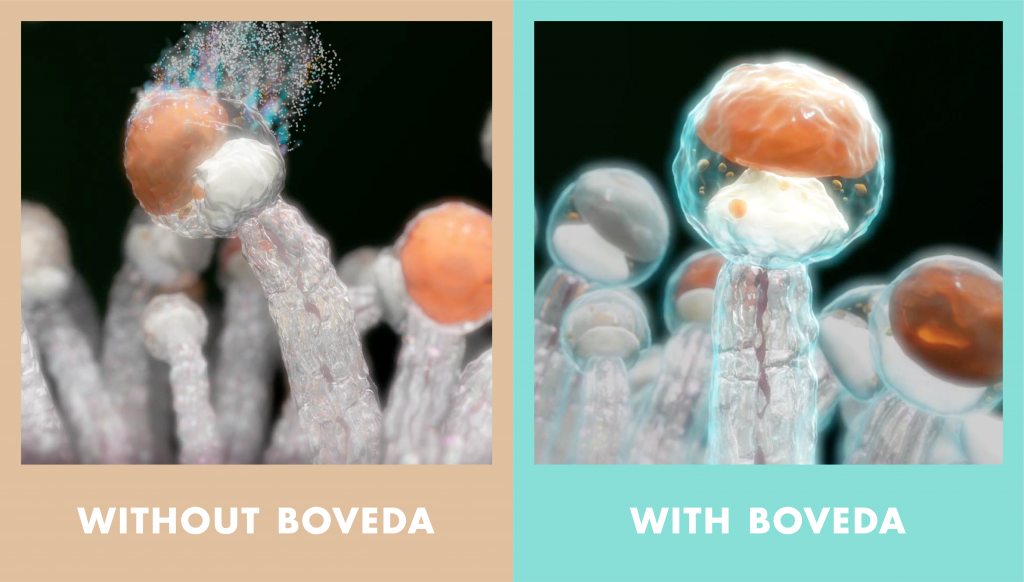 Microscopic image of trichomes shows how monolayer of moisture created by Boveda cannabis humidity packet shields trichomes to protect cannabinoids and save terpenes