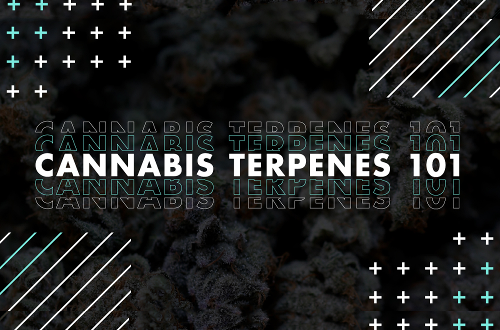 learn what are terpenes and why terpenes need a terpene shield