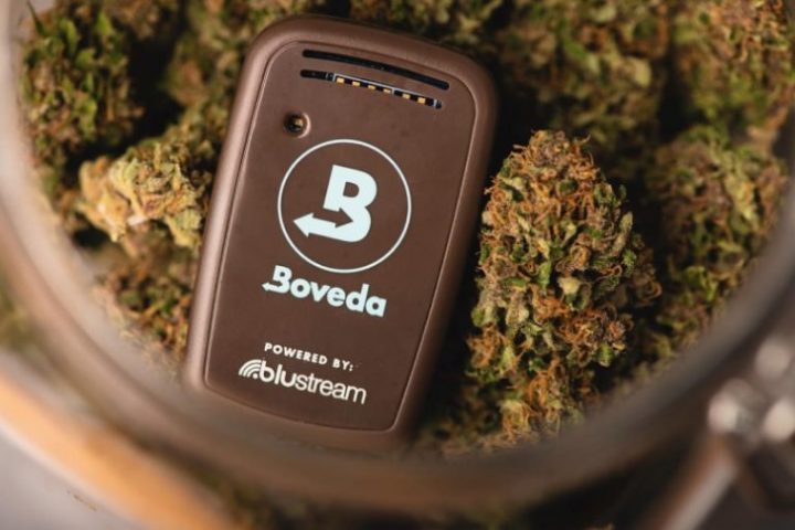 Boveda Butler in jar of cannabis