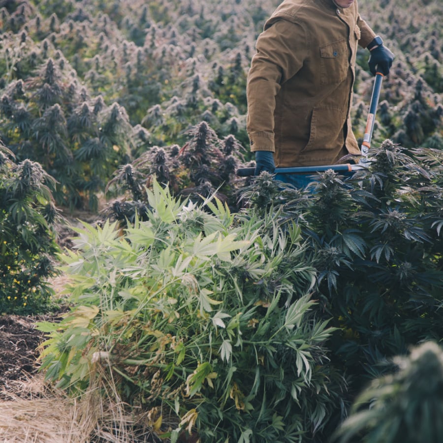 Man harvesting hemp