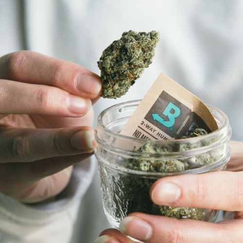 Holding jar of cannabis and boveda