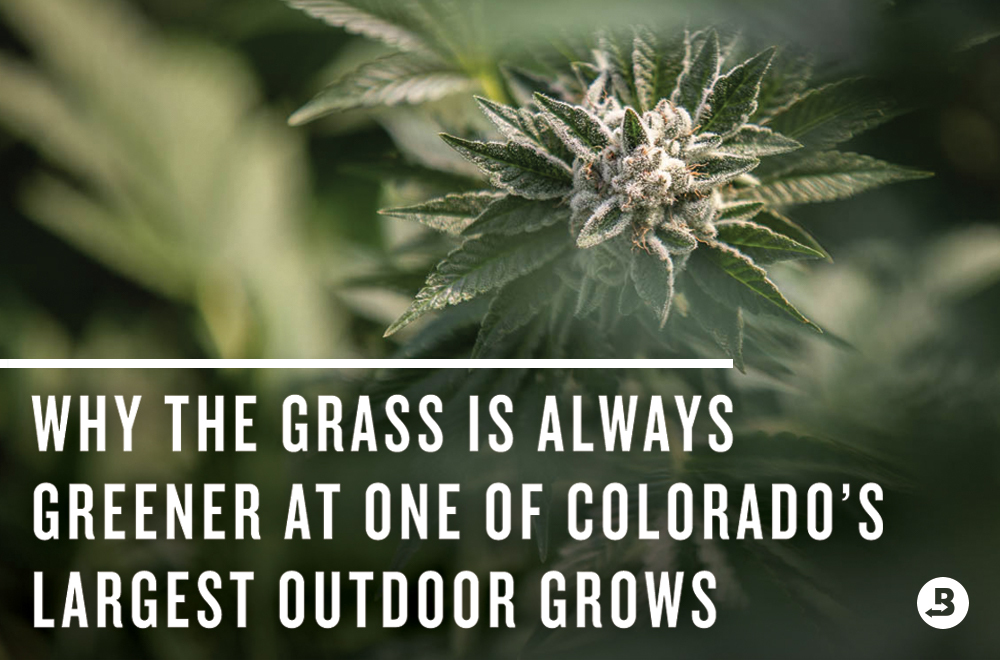 Maggie's Farm is an outdoor grow in Colorado. Maggie's Farm MJ is Clean Green Certified™. They protect their terps with the original terpene shield™ created by Boveda.