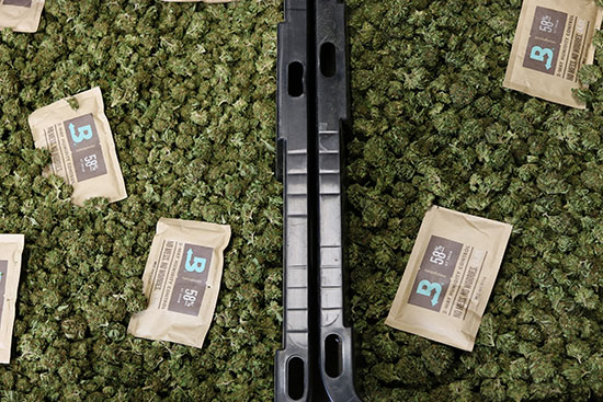 boveda packs in large cannabis bin