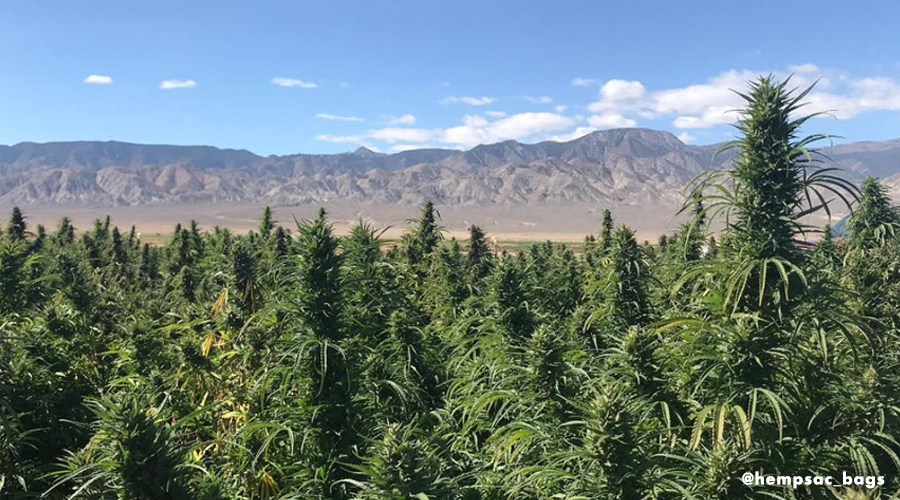 Nevada Hemp Farm