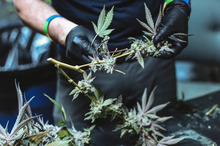 Wet Trimming Hemp. Save the terps with Boveda.