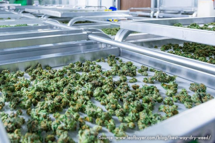 After drying flower on a cannabis drying rack, cure and store smokable hemp buds with Boveda packs, the original terpene shield.