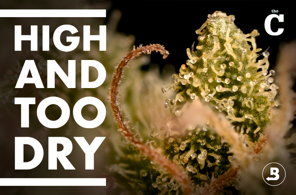 Savetheterps.org Boveda Prevents Terpene Loss and Overly Dry Cannabis