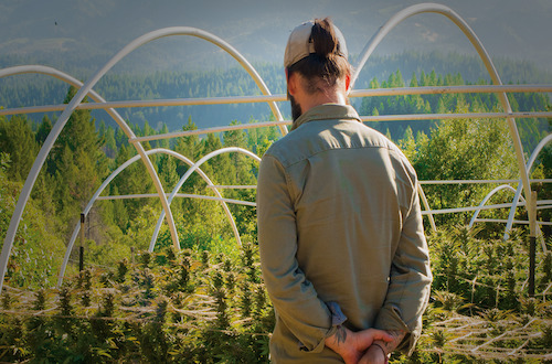 Cultivators Use Boveda, the original terpene shiield