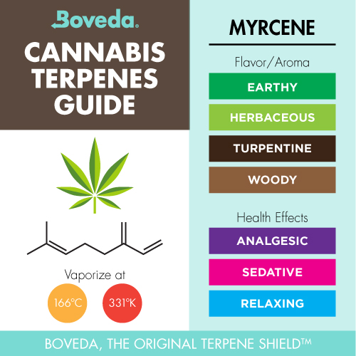 Myrcene Terpene Guide Illustration